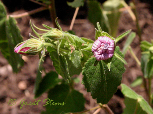 rockroseh08-09-09.jpg