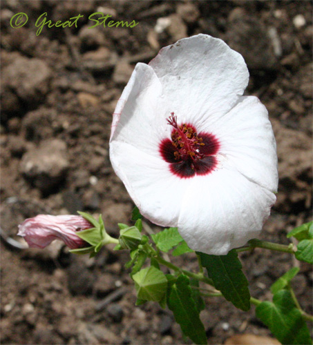 rockrosei08-09-09.jpg