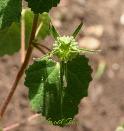 rockrosek08-09-09.jpg