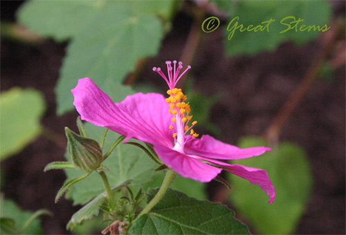 rockrosem08-09-09.jpg