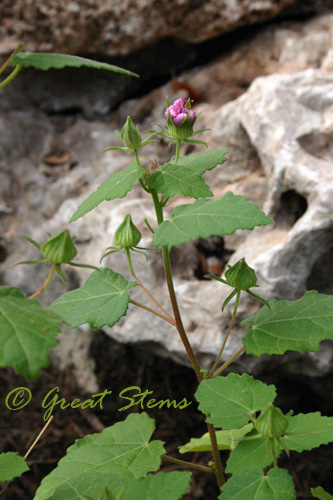 rockroseo08-09-09.jpg