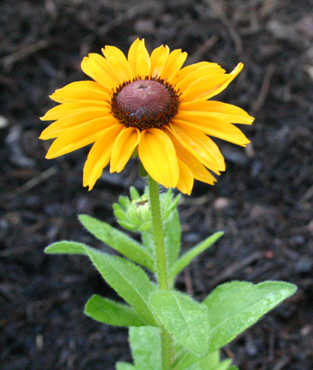 rudbeckia06-23-09.jpg