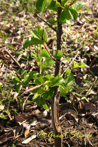 rustyblackhaw03-14-10.jpg