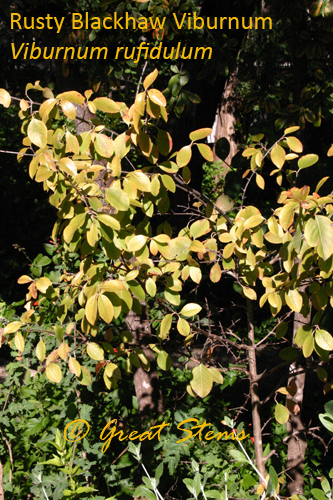 rustyblackhaw10-31-09.jpg