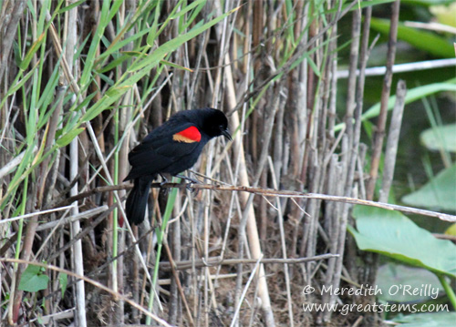 rwblackbird03-12-12.jpg