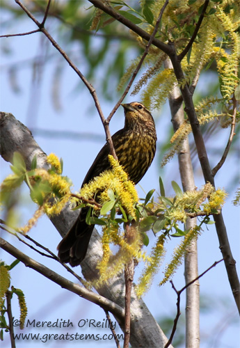 rwblackbirdfemale03-17-12.jpg