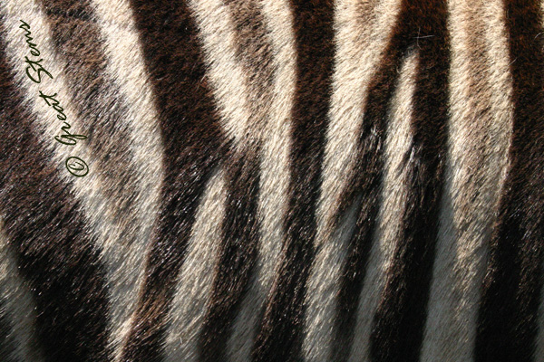 safarim05-15-10.jpg