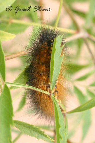 saltmarshcat11-10-10.jpg