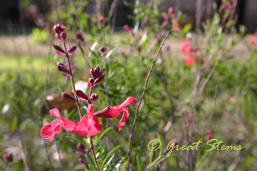 salvia03-14-10.jpg