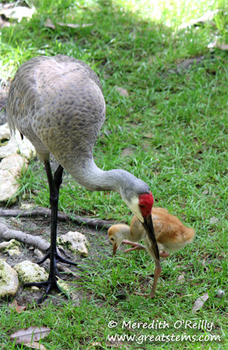 sandhillcranes03-16-12.jpg