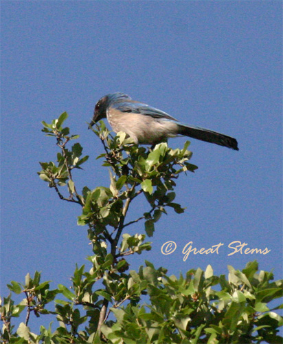 scrubjay04-28-11.jpg