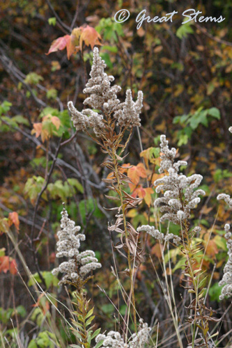 seedheadsb11-14-10.jpg