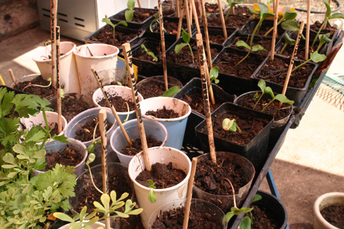 seedlings07-11-09.jpg