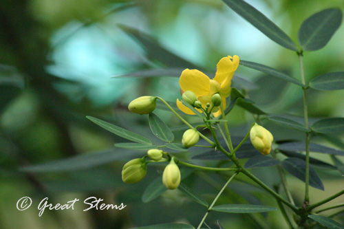 senna09-28-10.jpg