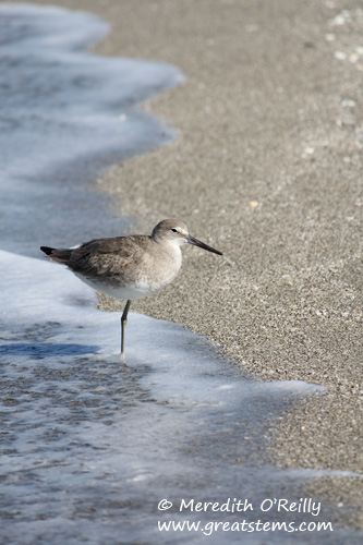 shorebird03-12-12.jpg