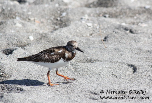 shorebirdb03-12-12.jpg