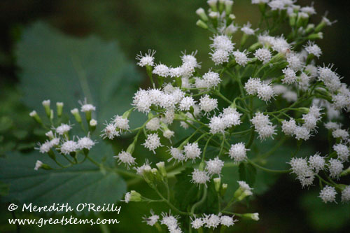 shrubbyboneset11-12-11.jpg