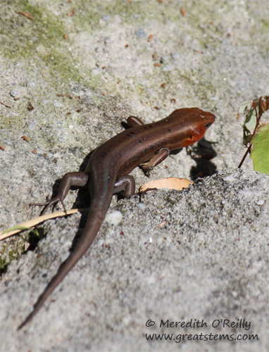 skink03-16-12.jpg