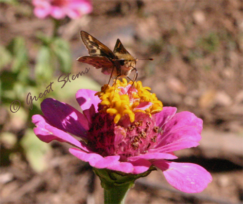 skipper11-18-09.jpg