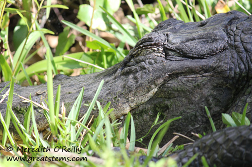 sleepingalligator03-12-12.jpg