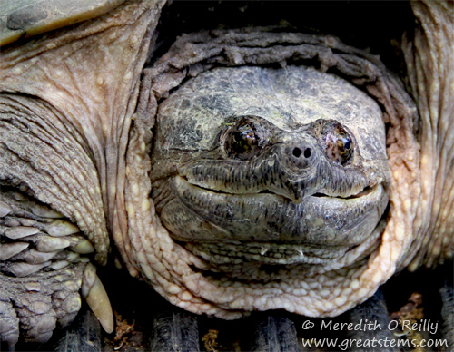 snappingturtled04-01-12.jpg