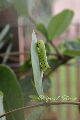 snowberrycaterpillar09-26-10.jpg