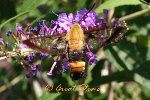 snowberryclearwinga07-08-10.jpg