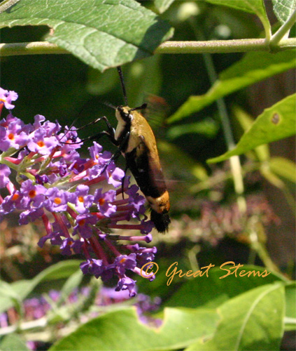 snowberryclearwingb07-08-10.jpg