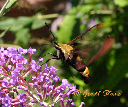 snowberryclearwingc07-08-10.jpg