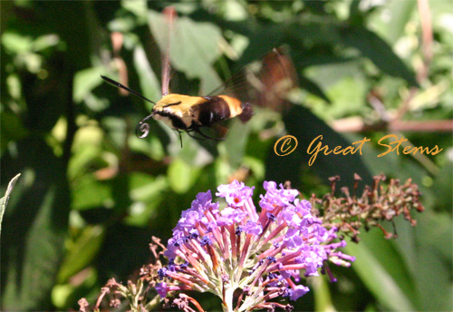 snowberryclearwingd07-08-10.jpg