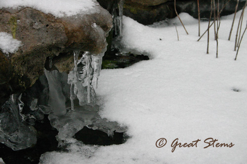 snowe02-04-11.jpg