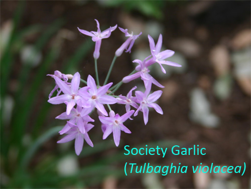 societygarlic06-15.jpg