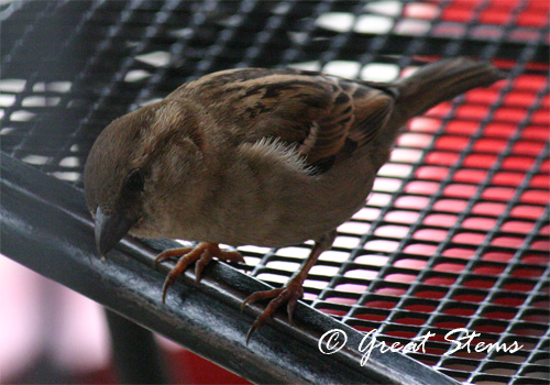 sparrow2b02-21-10.jpg