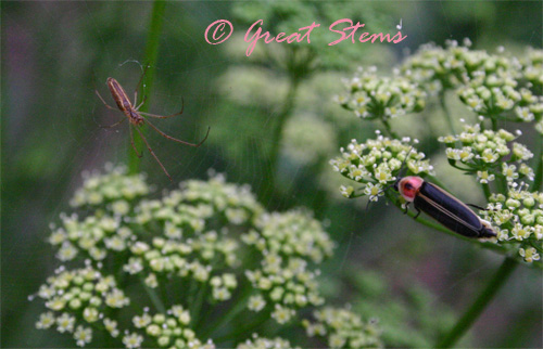 spiderfirefly05-22-10.jpg