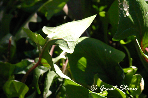 spinach02-13-11.jpg