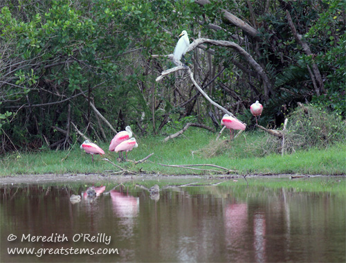 spoonbills03-13-12.jpg