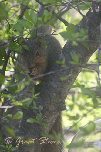 squirrel03-21-10.jpg