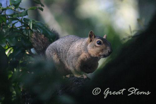 squirrel06-04-10.jpg