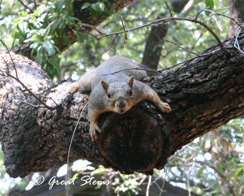 squirrel06-05-11.jpg