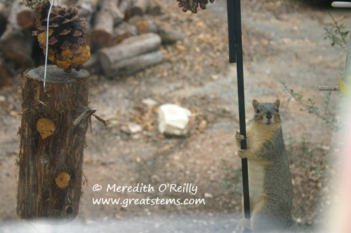 squirrela01-09-12.jpg