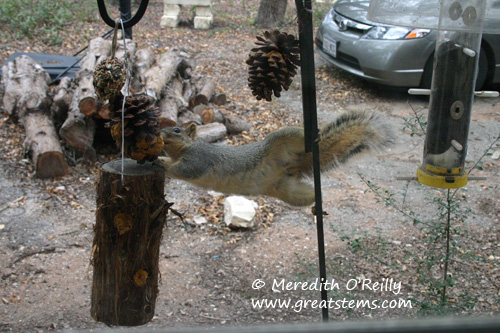 squirrelb01-09-12.jpg