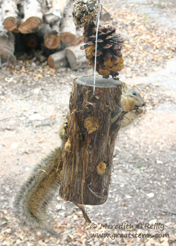 squirreld01-09-12.jpg