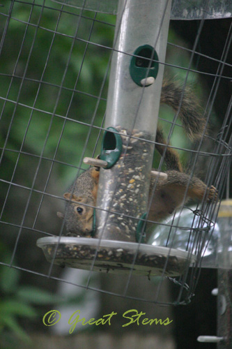 squirrele07-11-10.jpg