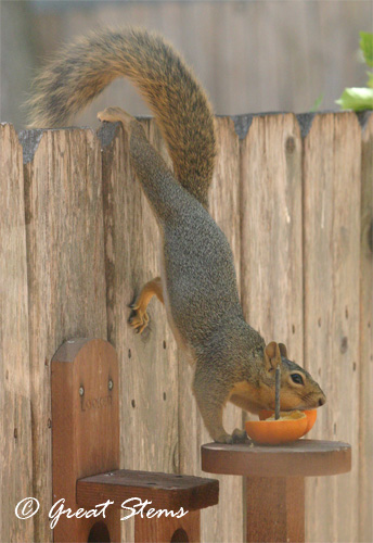 squirrelwithorangea09-06-11.jpg