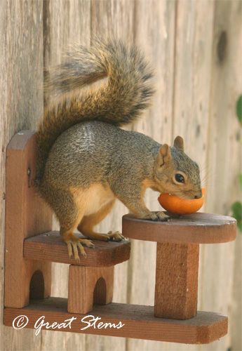 squirrelwithorangeb09-06-11.jpg