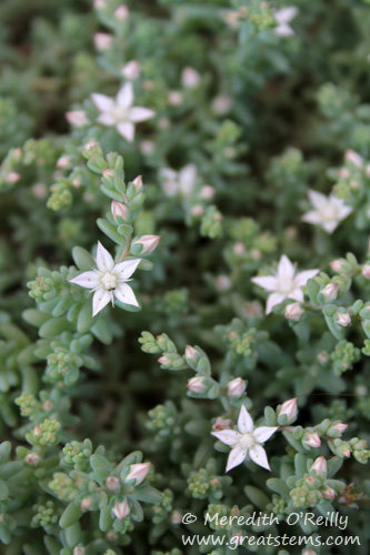 stonecrop04-08-12.jpg