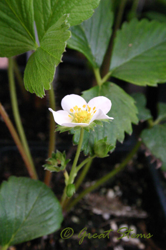 strawberryplant09-18-09.jpg