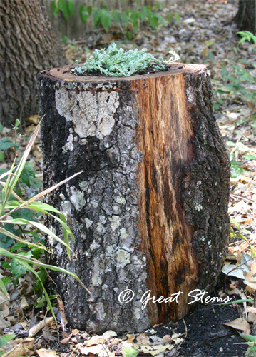 stumpplanterb08-26-11.jpg