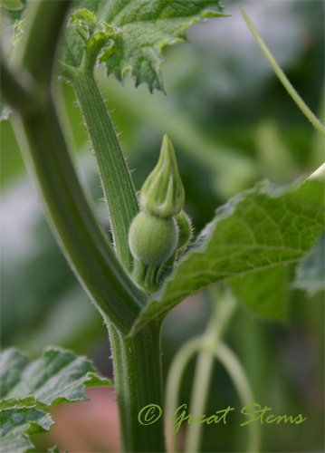 sugarpumpkinbud08-23-09.jpg