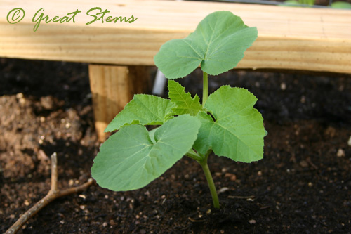 sugarpumpkinseedling08-07-09.jpg